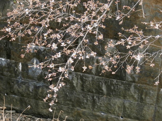 健気に咲いた桜の花